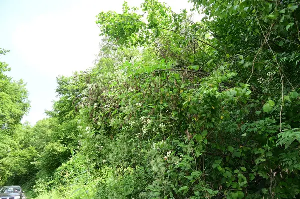 Close Trees Forest Nature Landscape — Stock fotografie