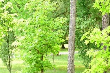 close up of trees in the forest, nature landscape