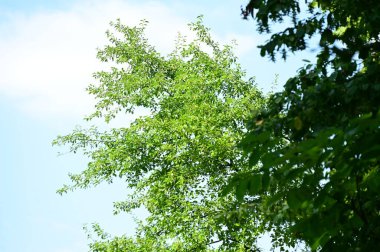Gökyüzünün arka planında yeşil yapraklar