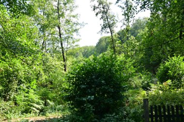 Ormandaki yeşil ağaçların manzarası