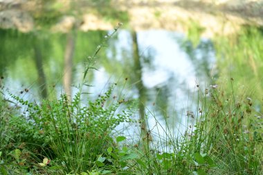 Ormandaki nehrin güzel manzarası 