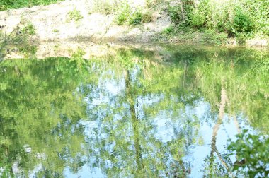 Ormandaki nehrin güzel manzarası 