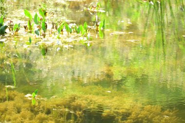 Güzel göl manzarası