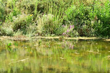 Güzel göl manzarası