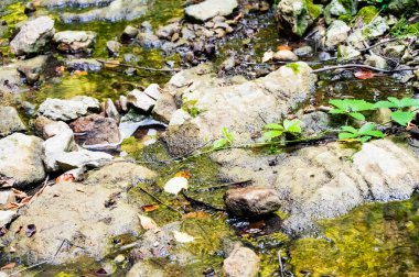 Ormandaki nehrin güzel manzarası