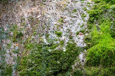 Parktaki şelalenin güzel manzarası