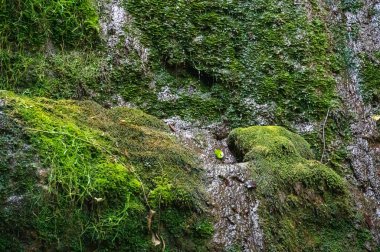 Parktaki şelalenin güzel manzarası