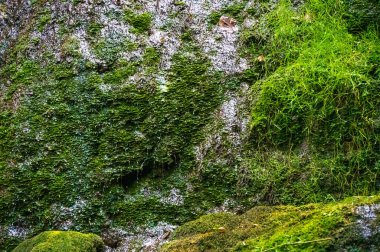 Parktaki şelalenin güzel manzarası