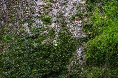 Parktaki şelalenin güzel manzarası