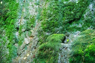 Ormanın güzel manzarası, yosun.