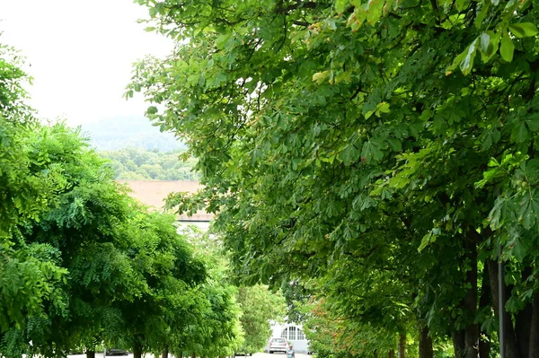 Grüne Bäume Park — Stockfoto