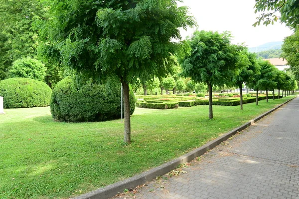 公园里的绿树 大自然 — 图库照片