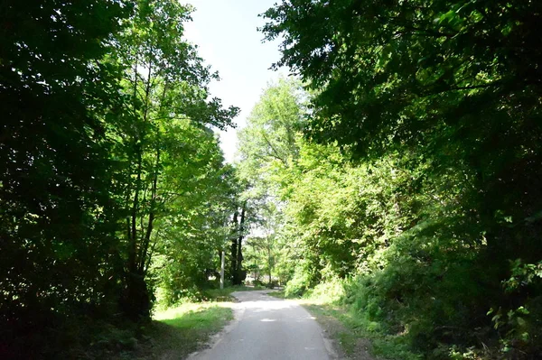 Gröna Träd Parken Naturen — Stockfoto