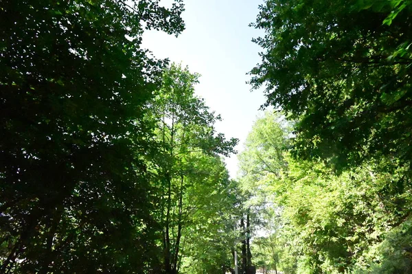 Pohled Zelené Stromy Lese — Stock fotografie