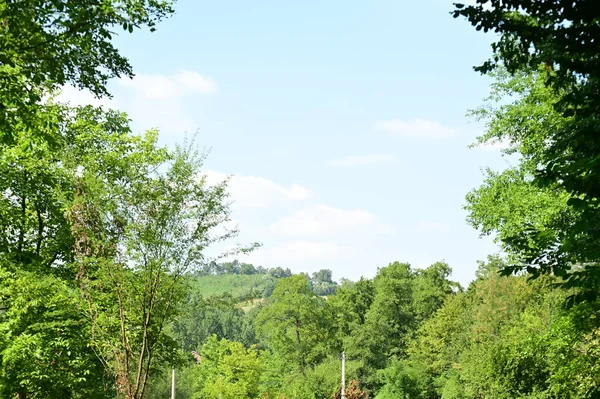 Uitzicht Groene Bomen Het Bos Met Blauwe Lucht Achtergrond — Stockfoto