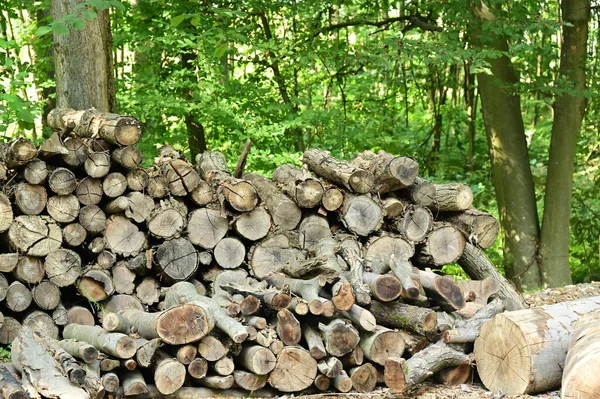 view of the wood logs in the forest
