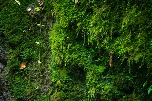 Красивий Вид Ліс Мох — стокове фото