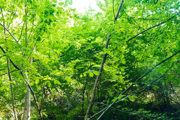 Uitzicht Groene Bomen Het Bos — Stockfoto