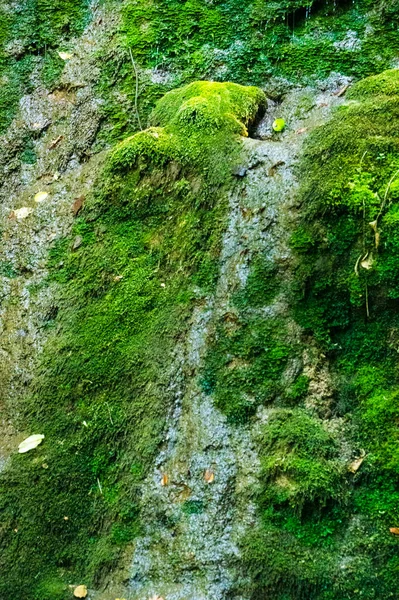 Hermosa Vista Del Bosque Musgo — Foto de Stock