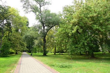 Ağaçlı yeşil parkın manzarası