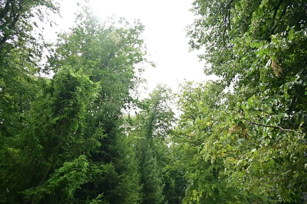 Près Des Arbres Dans Forêt — Photo