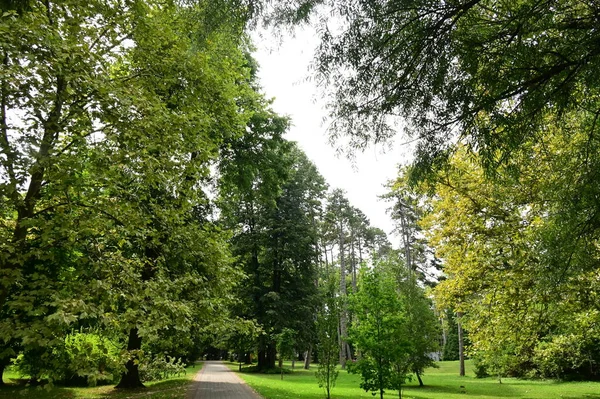 Blick Auf Den Grünen Park Mit Bäumen — Stockfoto