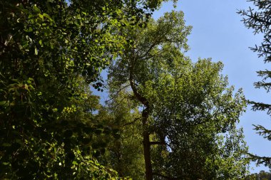 Ormandaki ağaçların orada.