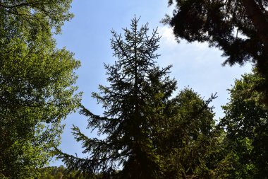 Ormandaki ağaçların orada.