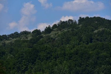 Ormandaki ağaçların orada.