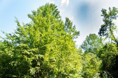 Ormandaki ağaçların orada.