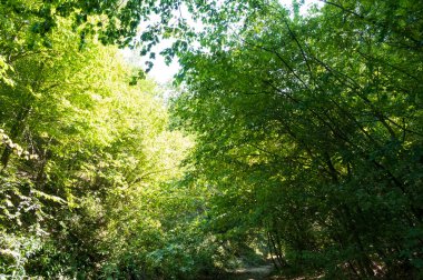 Ormandaki ağaçların orada.