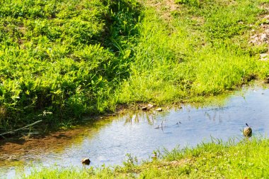 Nehir ve yeşil çimlerle güzel bir manzara.