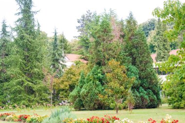 Parktaki yeşil ağaçlar, doğa