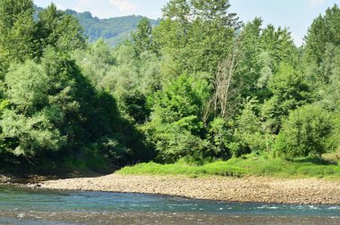 amazing view of the river and green trees at daytime