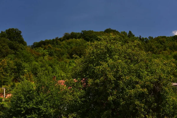 Perto Árvores Floresta — Fotografia de Stock