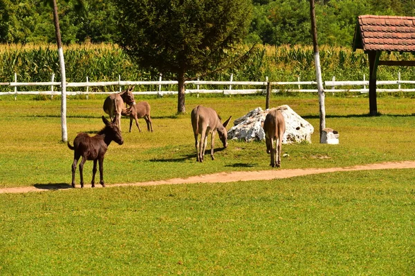 Cavalos Pasto Fazenda — Fotografia de Stock