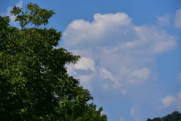 Nahaufnahme Von Bäumen Wald — Stockfoto