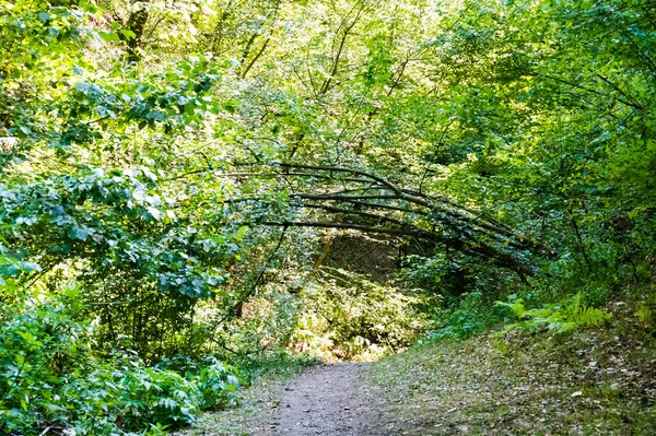 Sluiten Van Bomen Het Bos — Stockfoto