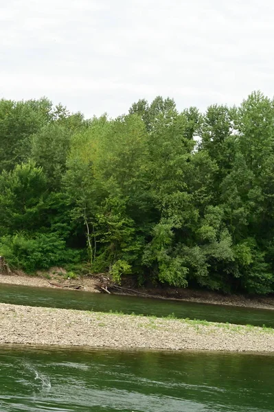 Дивовижний Вид Річку Зелені Дерева Вдень — стокове фото