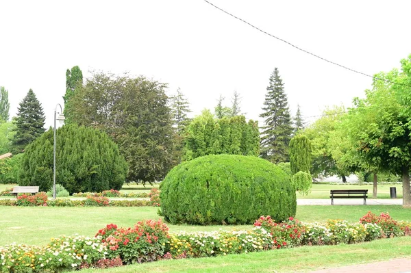 Beau Jardin Avec Fleurs Plantes — Photo