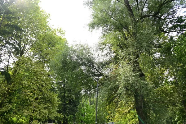 Près Des Arbres Dans Forêt — Photo