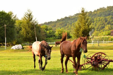Atlar çayırda otluyor.