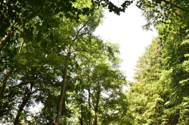 Ormandaki ağaçların orada.