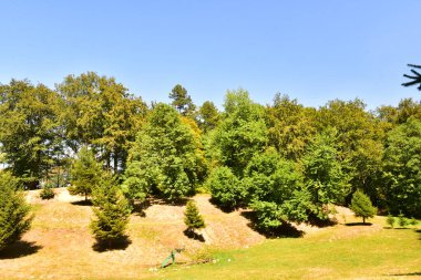 Ormandaki ağaçların orada.