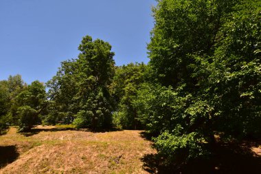 Ormandaki ağaçların orada.