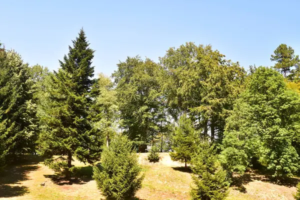 Sluiten Van Bomen Het Bos — Stockfoto