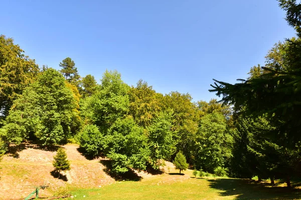 Sluiten Van Bomen Het Bos — Stockfoto