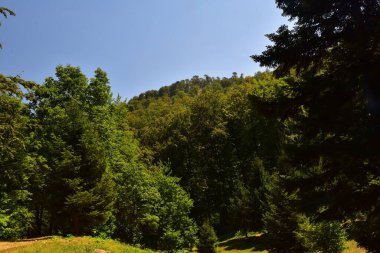 Ormandaki ağaçların orada.