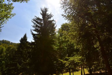 Ormandaki ağaçların orada.