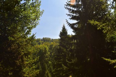 Ormandaki ağaçların orada.